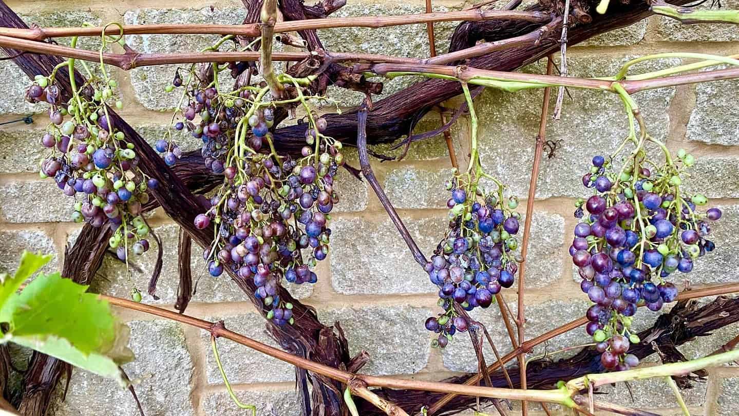 What To Do In The Garden In November garden-in-november-grapes