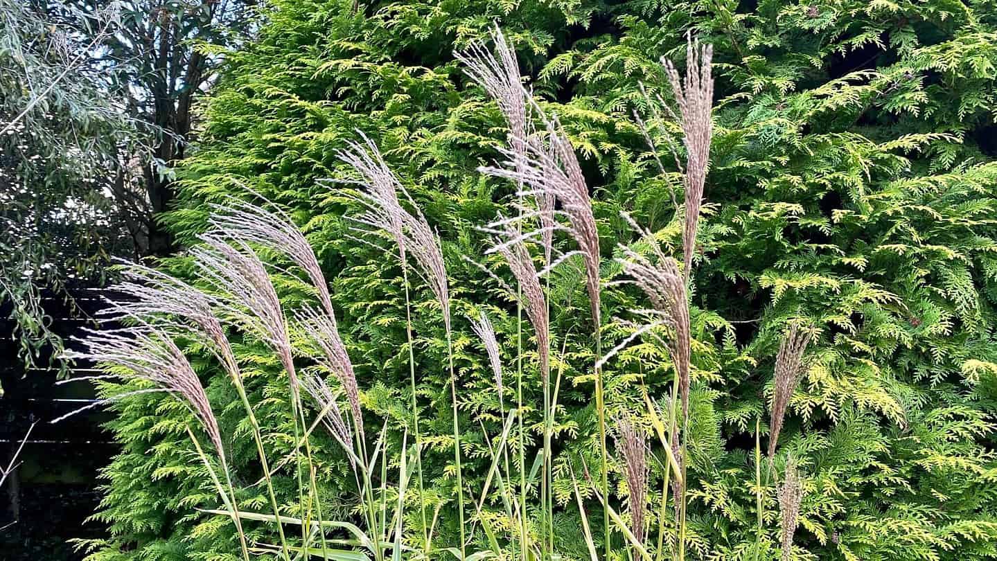 What To Do In The Garden In November garden-in-november-grasses