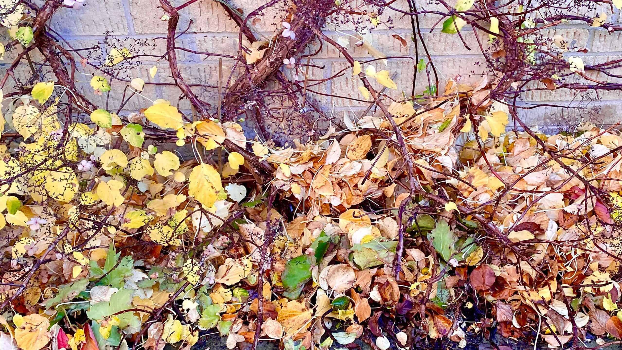 What To Do In The Garden In November garden-in-november-hydgranga-petiolaris