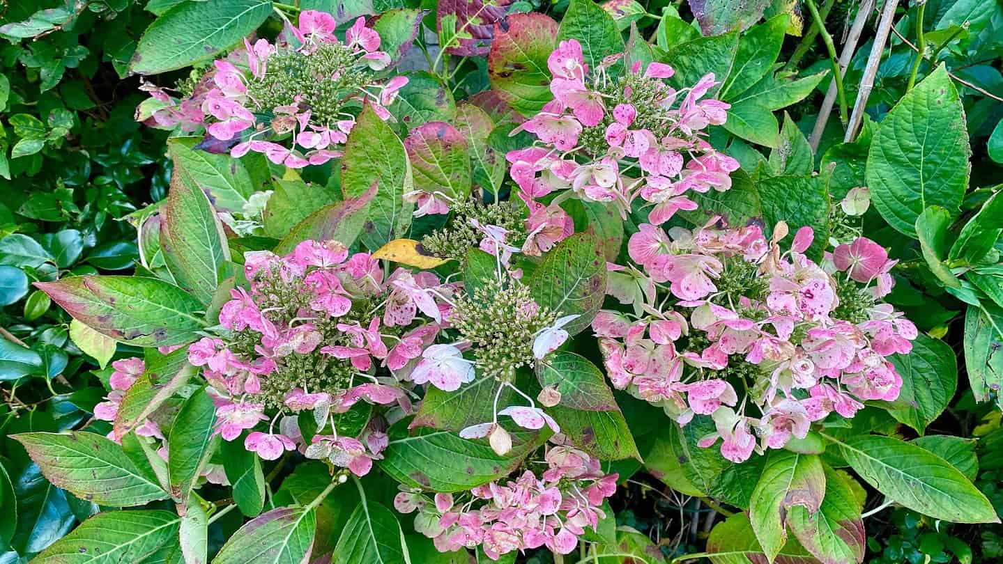 What To Do In The Garden In November garden-in-november-hydgrangea