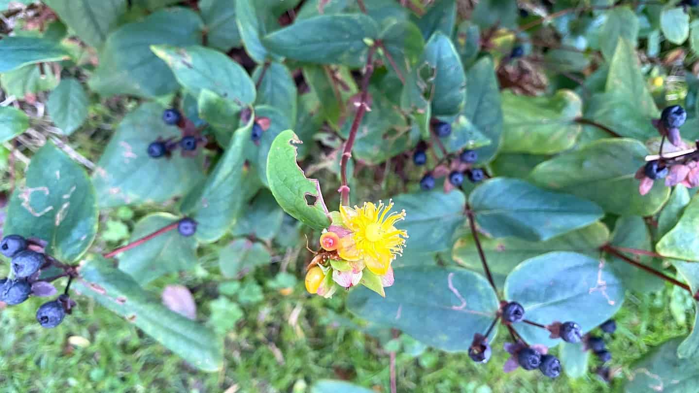What To Do In The Garden In November garden-in-november-hypericum-flower