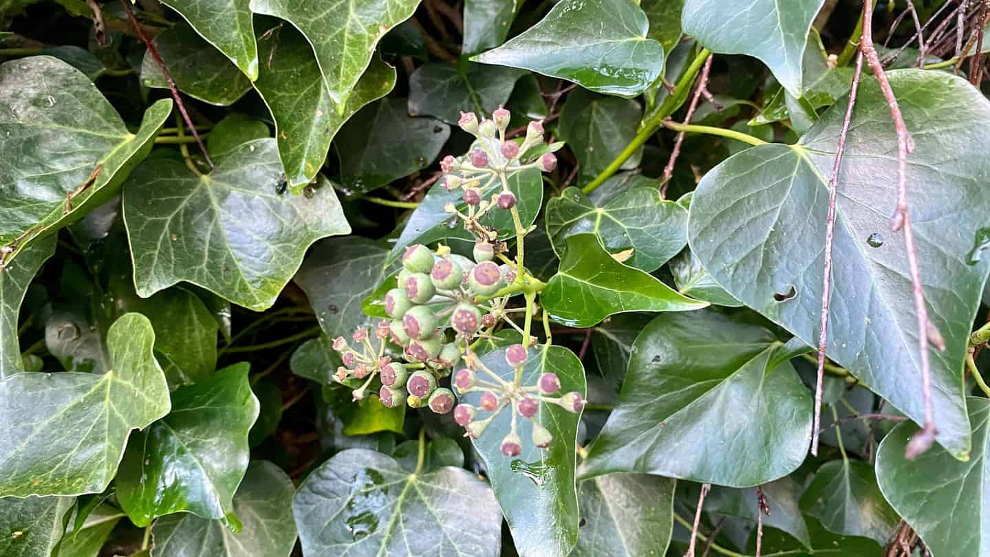 What To Do In The Garden In November garden-in-november-ivy