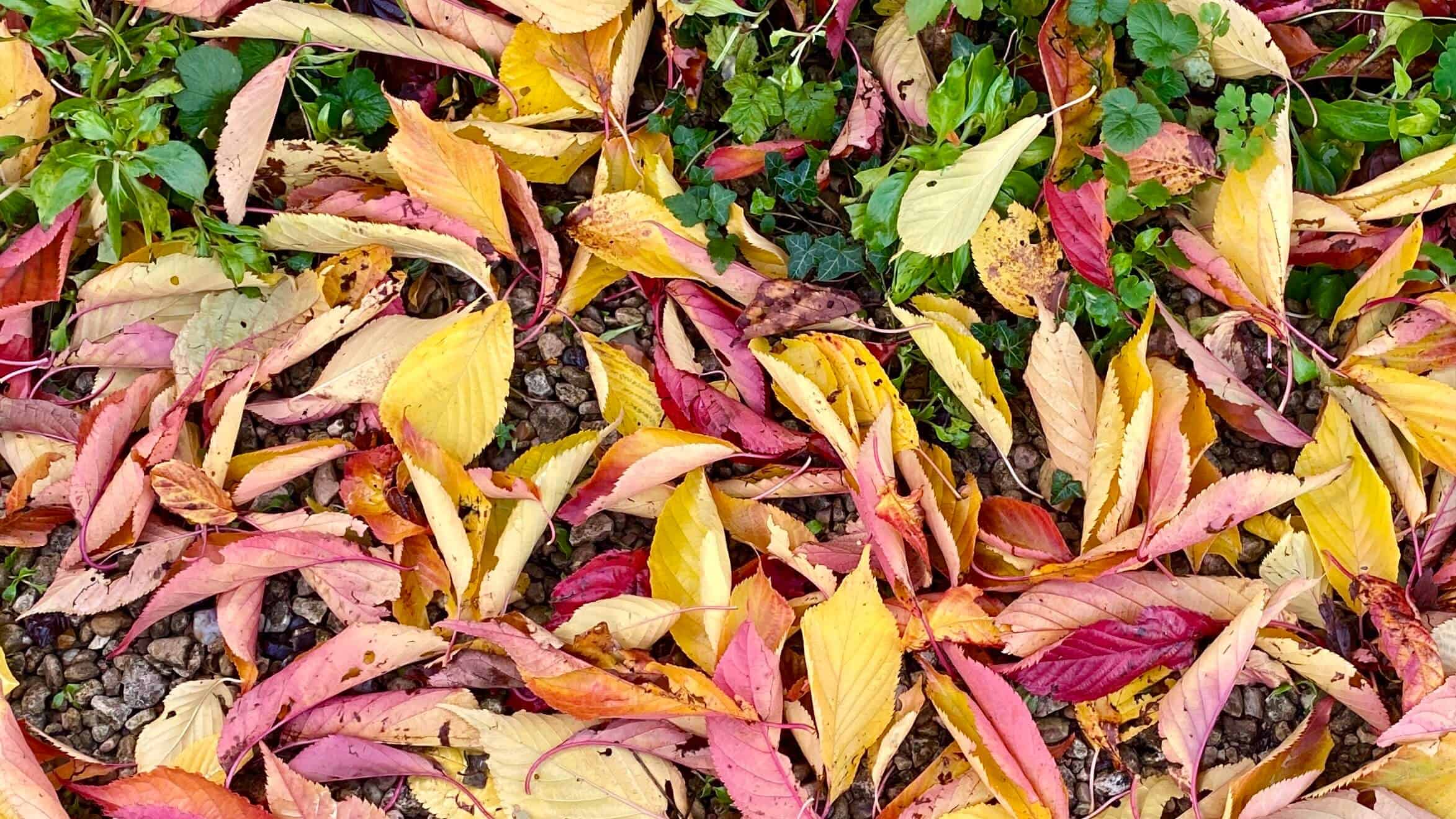 What To Do In The Garden In November garden-in-november-leaves