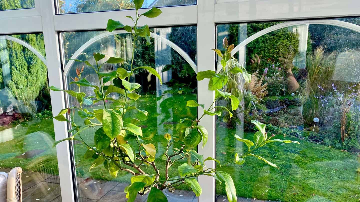 What To Do In The Garden In November garden-in-november-lemon-tree