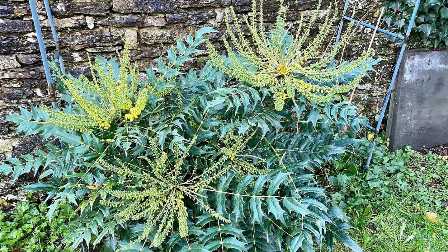 What To Do In The Garden In November garden-in-november-mahonia