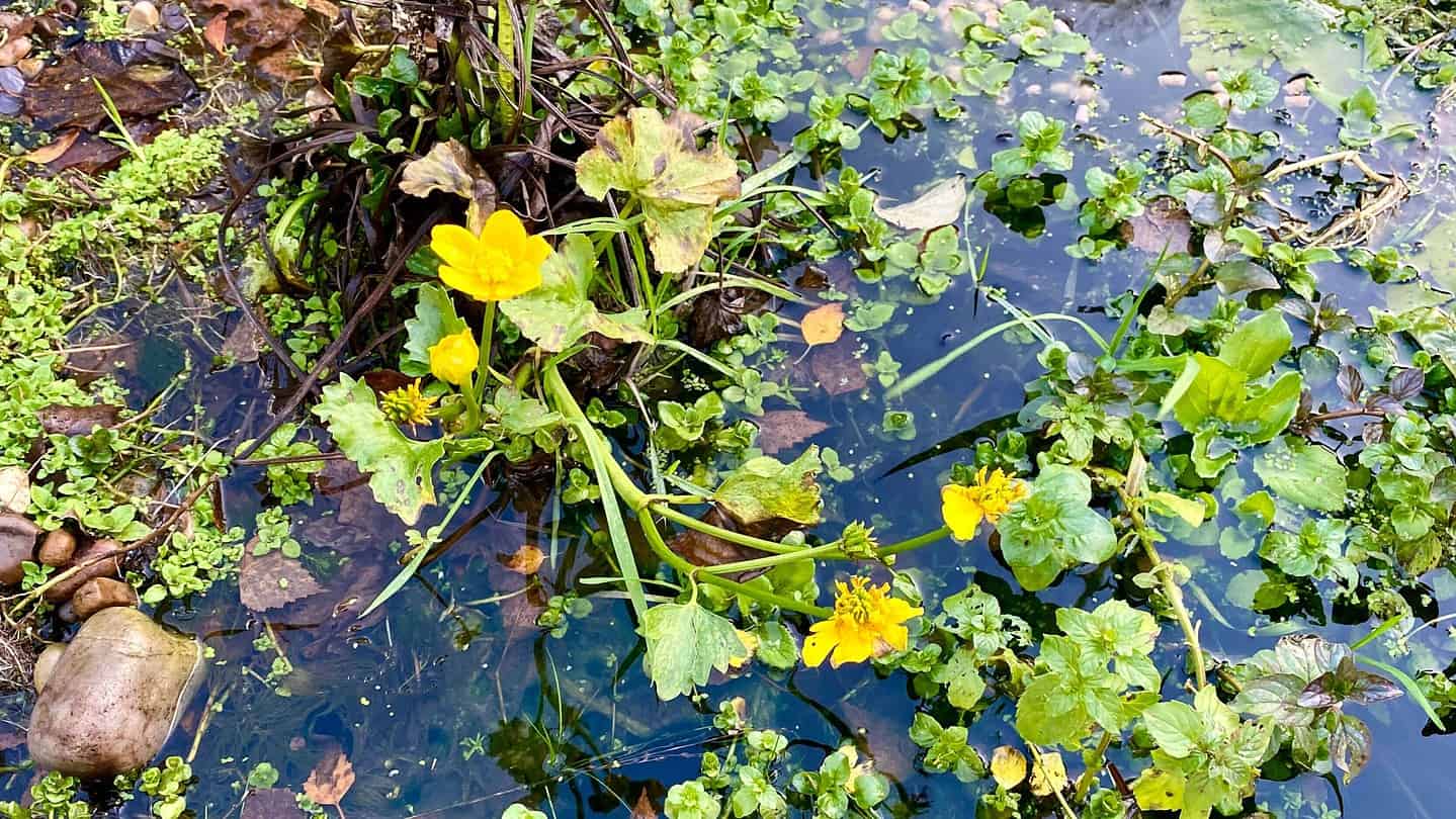 What To Do In The Garden In November garden-in-november-marsh-marigold