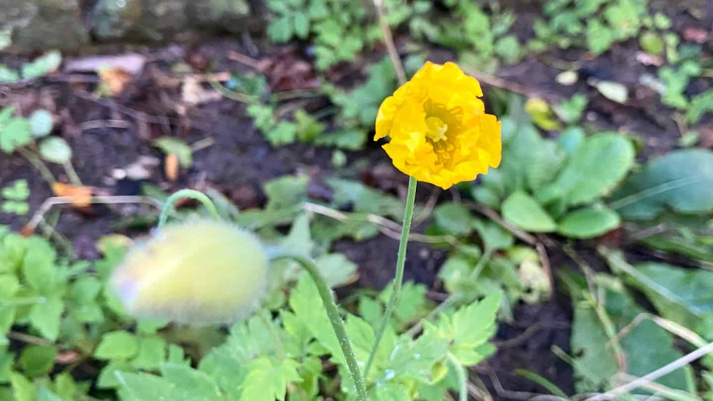 What To Do In The Garden In November garden-in-november-poppy-yellow