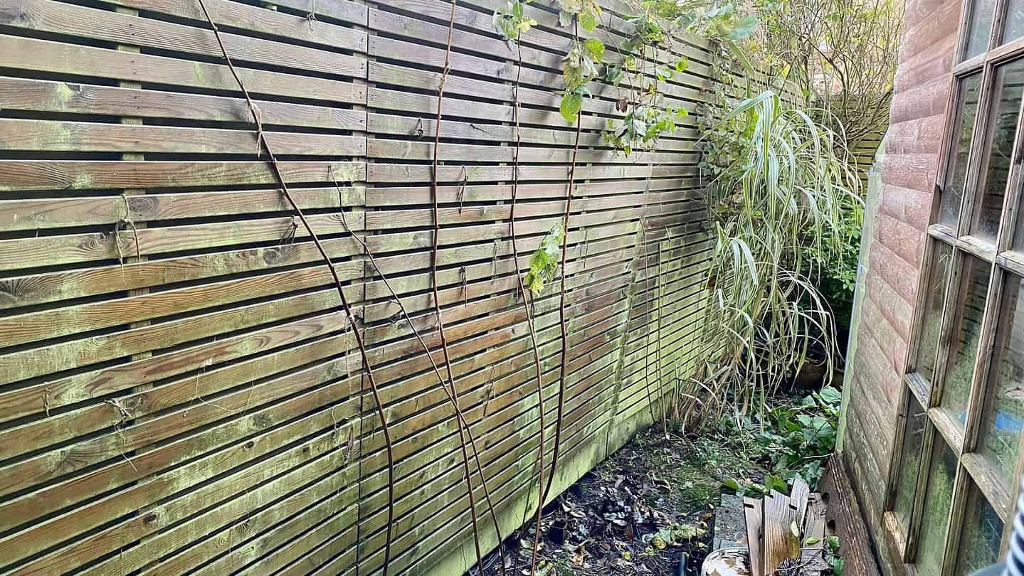 What To Do In The Garden In November garden-in-november-raspberries