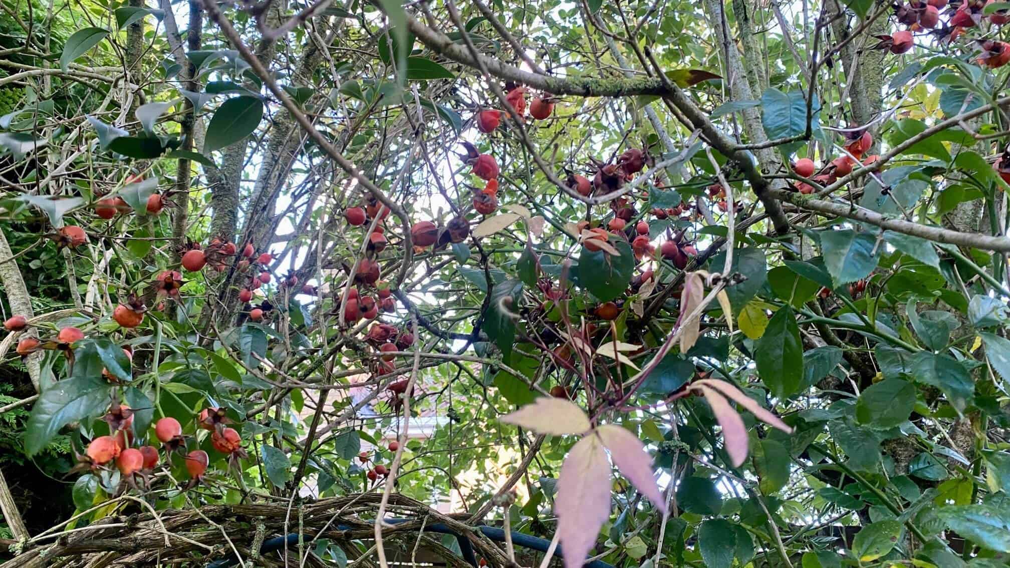 What To Do In The Garden In November garden-in-november-rosehips