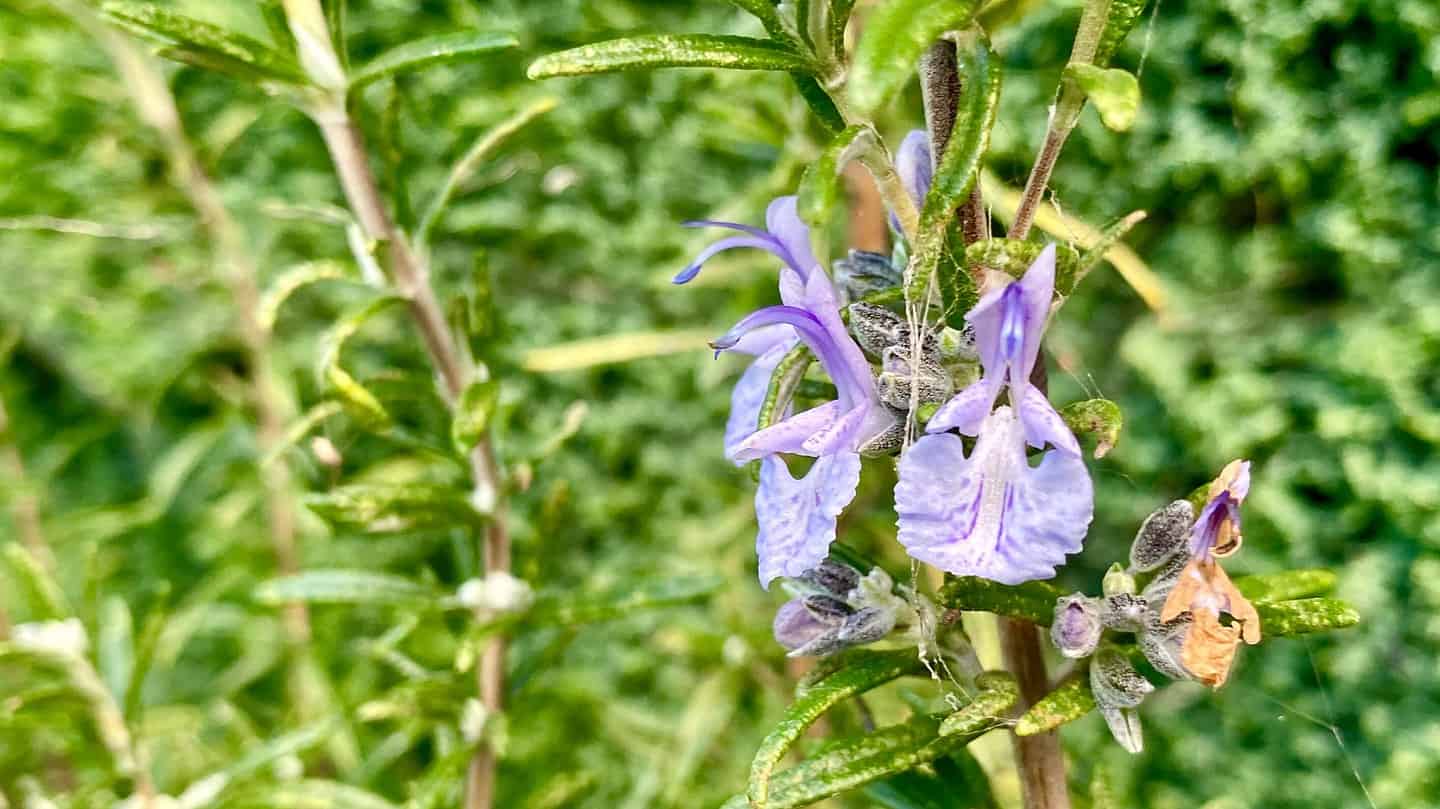 What To Do In The Garden In November garden-in-november-rosemary