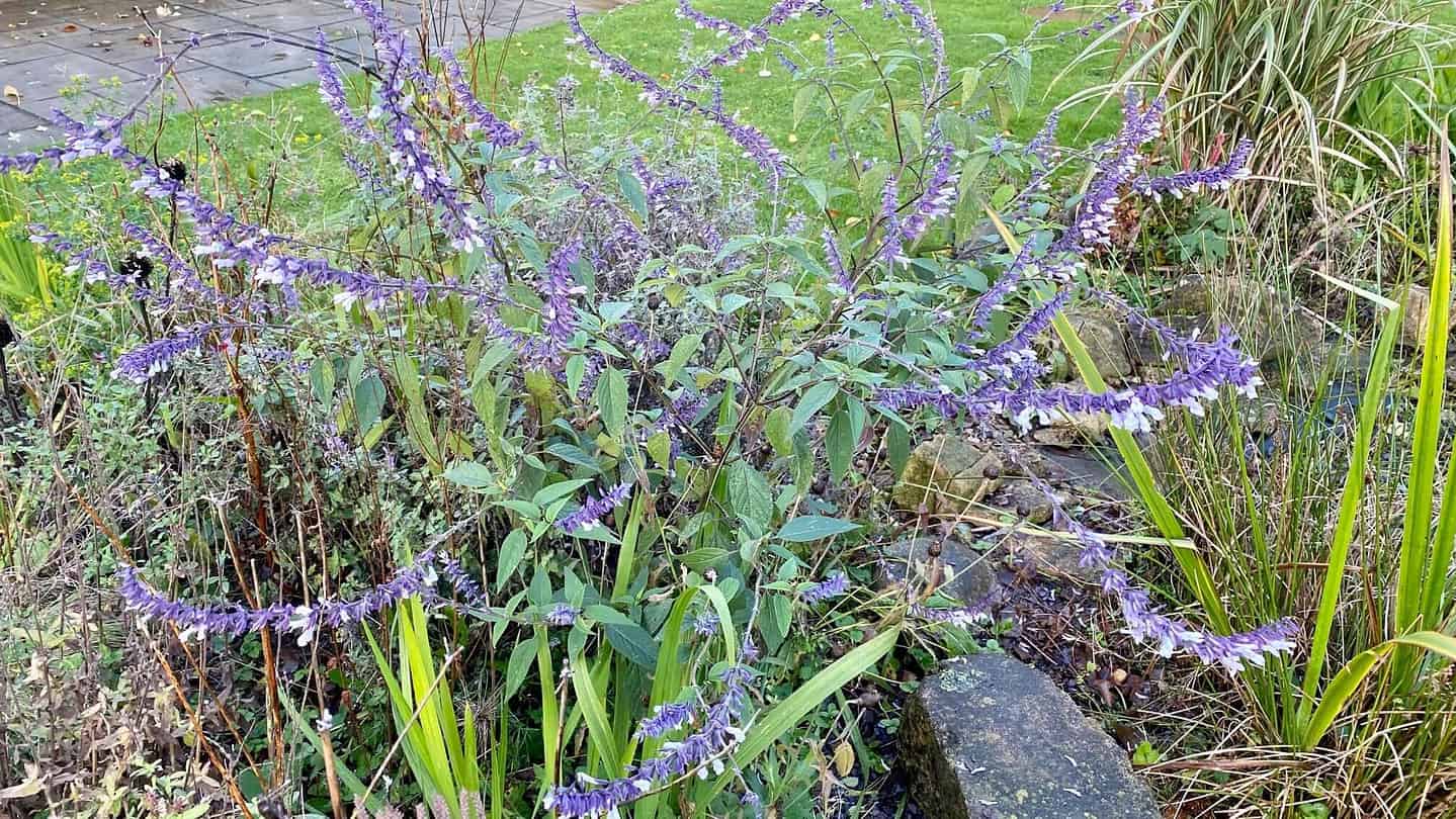 What To Do In The Garden In November garden-in-november-salvia-blue
