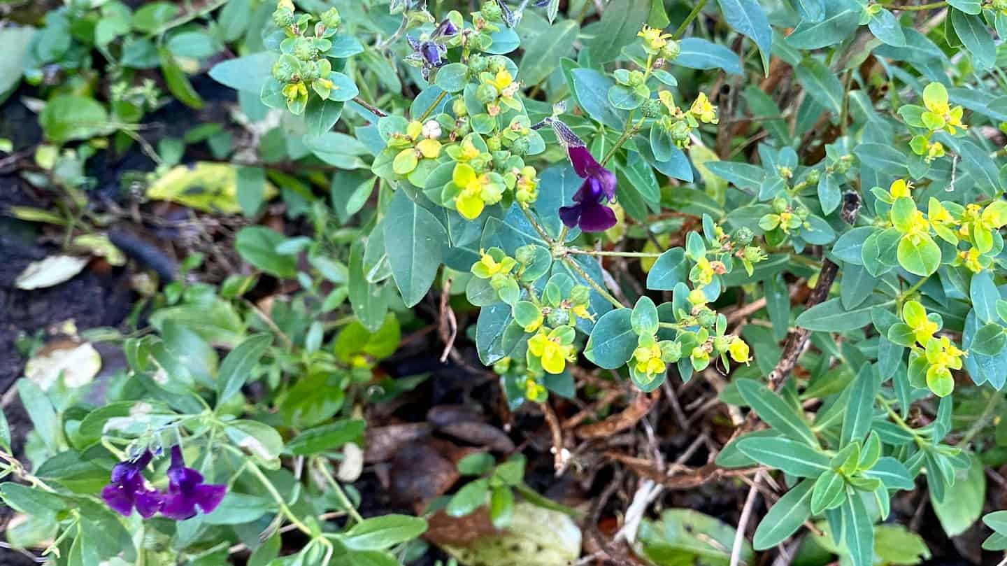 What To Do In The Garden In November garden-in-november-salvia-euphorbia