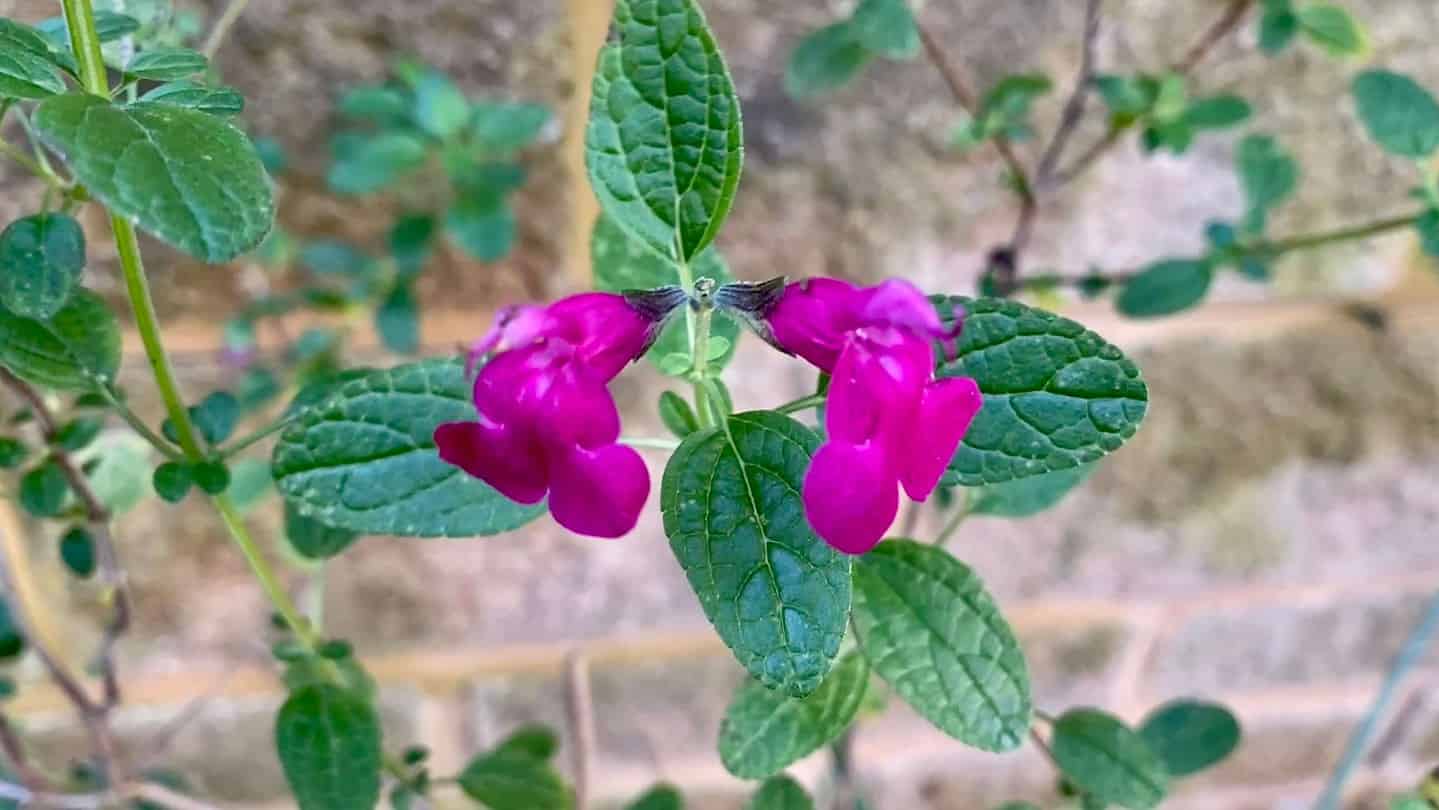 What To Do In The Garden In November garden-in-november-salvia-pink