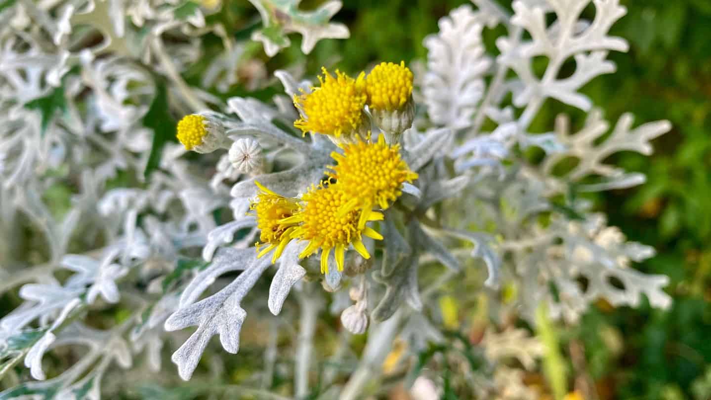 What To Do In The Garden In November garden-in-november-silver-ragwort