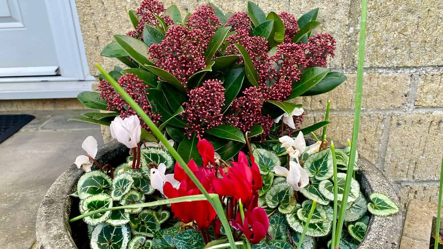 What To Do In The Garden In November garden-in-november-skimmia-cyclamen