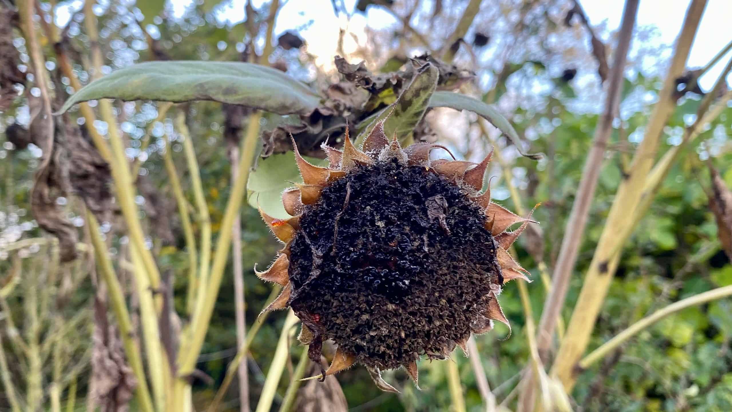What To Do In The Garden In November garden-in-november-sunflower