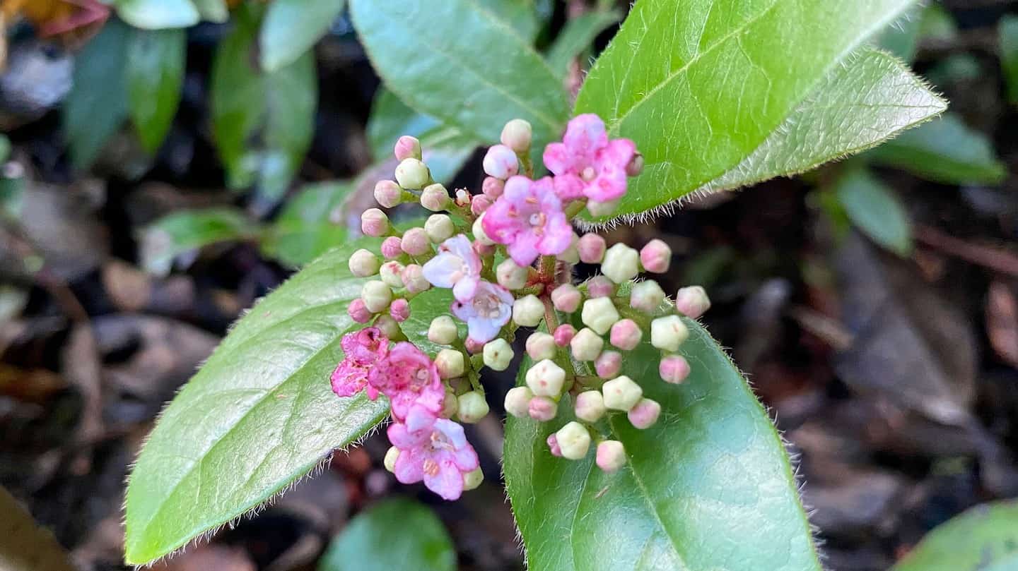 What To Do In The Garden In November garden-in-november-viburnum