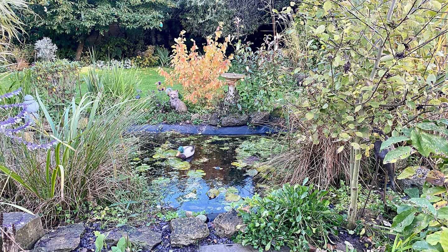 What To Do In The Garden In November garden-in-november-wildlife-pond