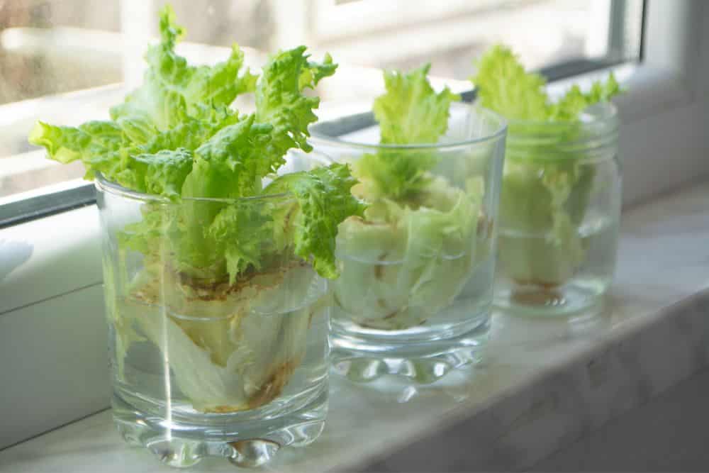 Kitchen Scrap Gardening – A Beginner’s Guide to Gardening from Kitchen Scraps kitchen-scrap-gardening-lettuce