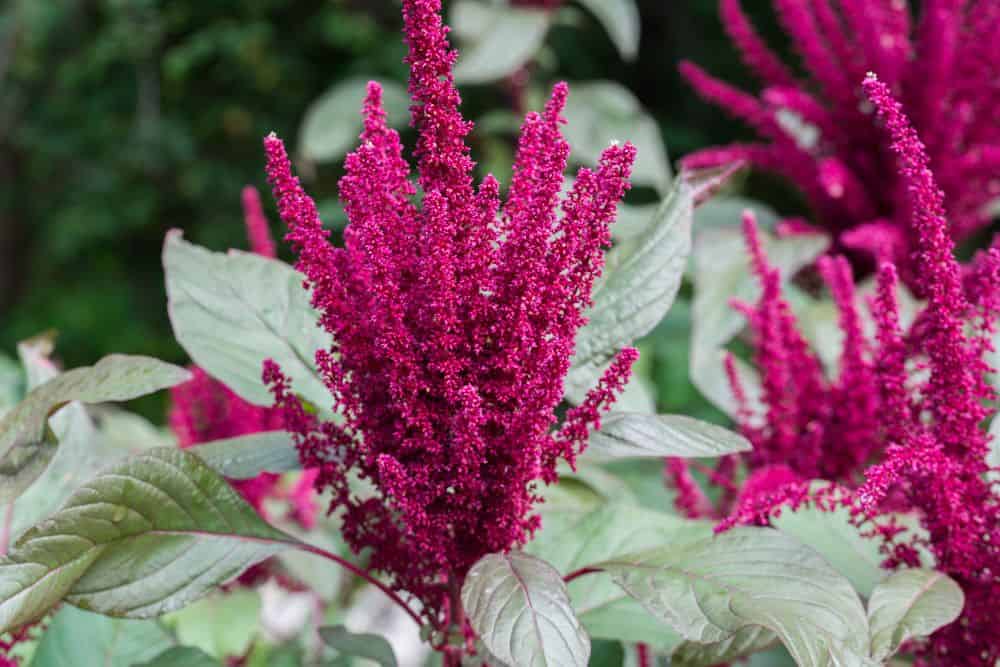 20 Edible Garden Weeds You Didn't Know You Could Eat 20-edible-garden-weeds-Amaranth