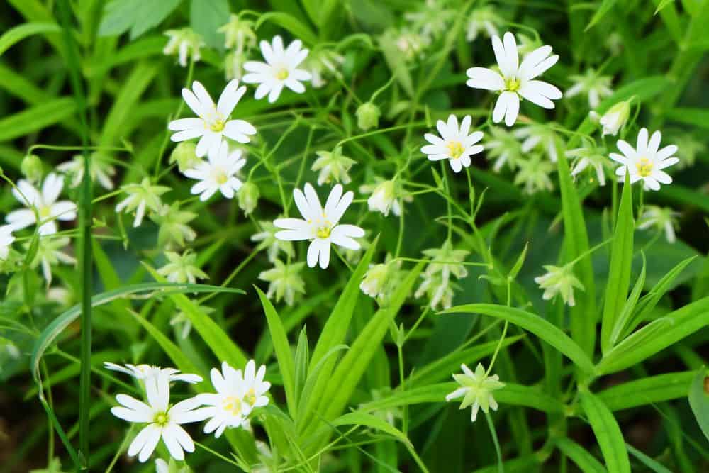 20 Edible Garden Weeds You Didn't Know You Could Eat 20-edible-garden-weeds-Chickweed