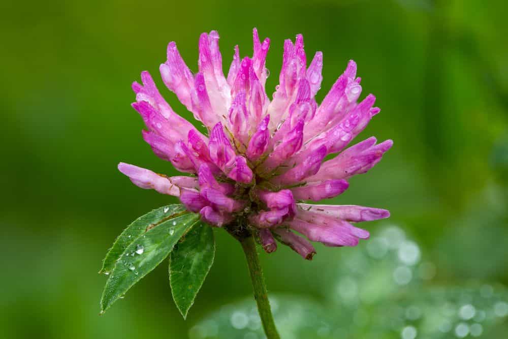 20 Edible Garden Weeds You Didn't Know You Could Eat 20-edible-garden-weeds-Clover
