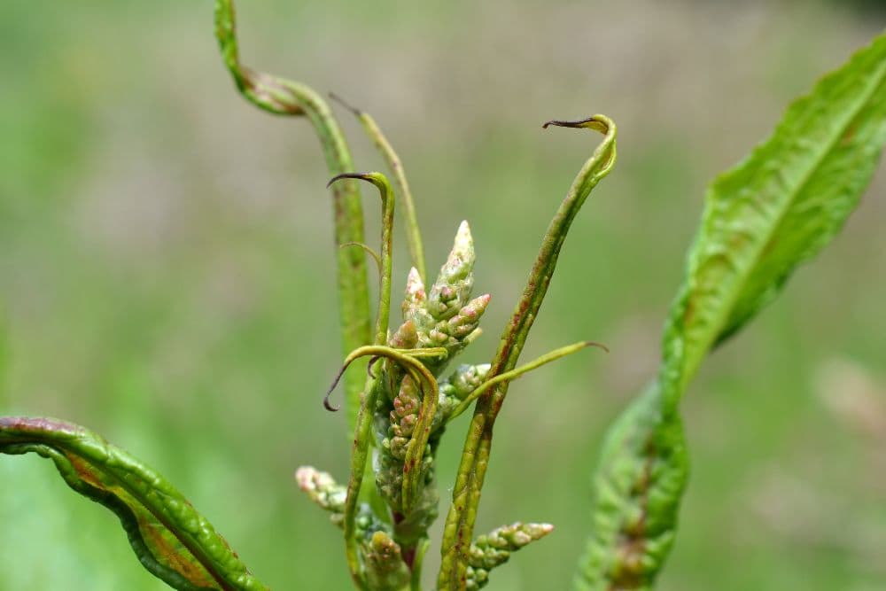 20 Edible Garden Weeds You Didn't Know You Could Eat 20-edible-garden-weeds-Curly-Dock