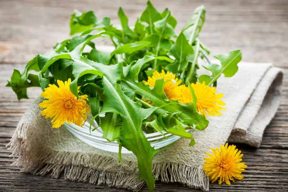 20 Edible Garden Weeds You Didn't Know You Could Eat 20-edible-garden-weeds-Dandelion