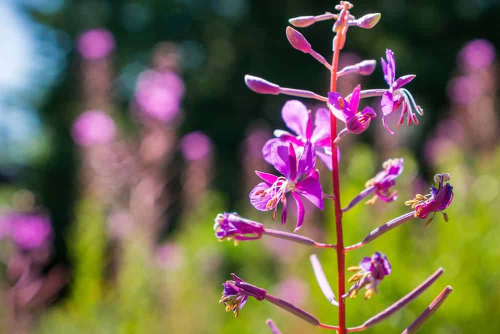 20 Edible Garden Weeds You Didn't Know You Could Eat 20-edible-garden-weeds-Fireweed
