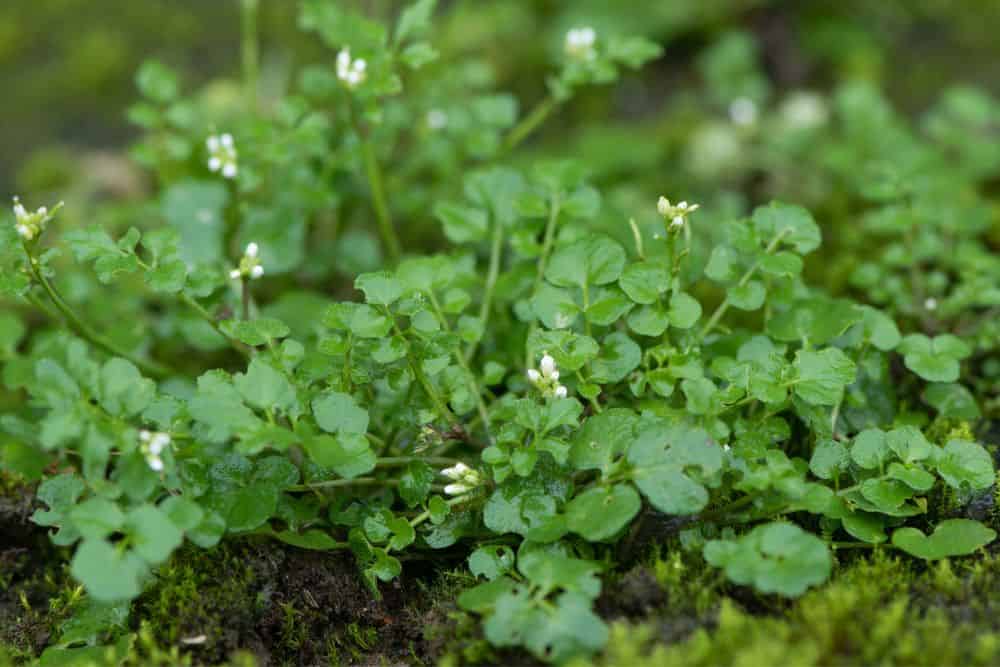 20 Edible Garden Weeds You Didn't Know You Could Eat 20-edible-garden-weeds-Hairy-Bittercress