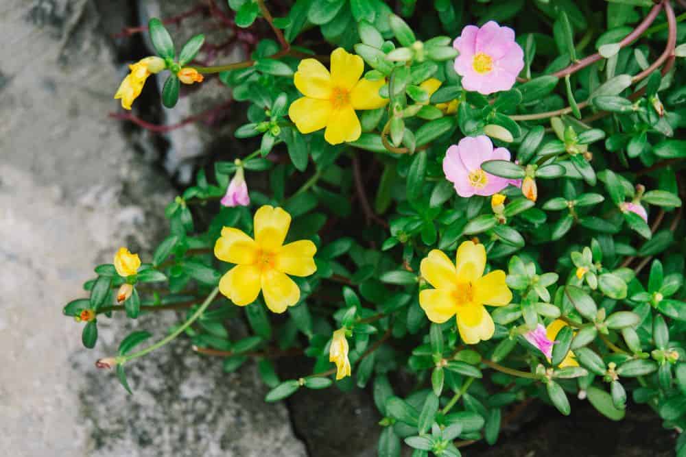 20 Edible Garden Weeds You Didn't Know You Could Eat 20-edible-garden-weeds-Purslane