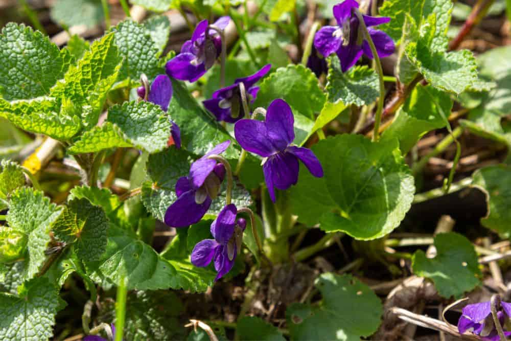 20 Edible Garden Weeds You Didn't Know You Could Eat 20-edible-garden-weeds-Sweet-Violet