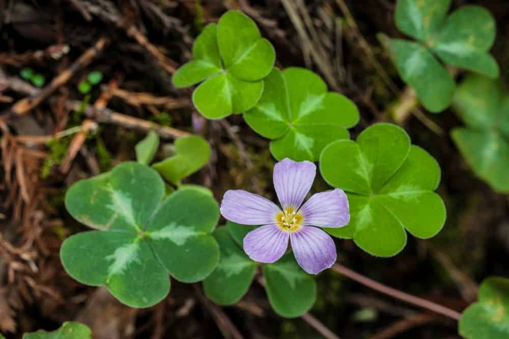 20 Edible Garden Weeds You Didn't Know You Could Eat 20-edible-garden-weeds-Wood-Sorrel
