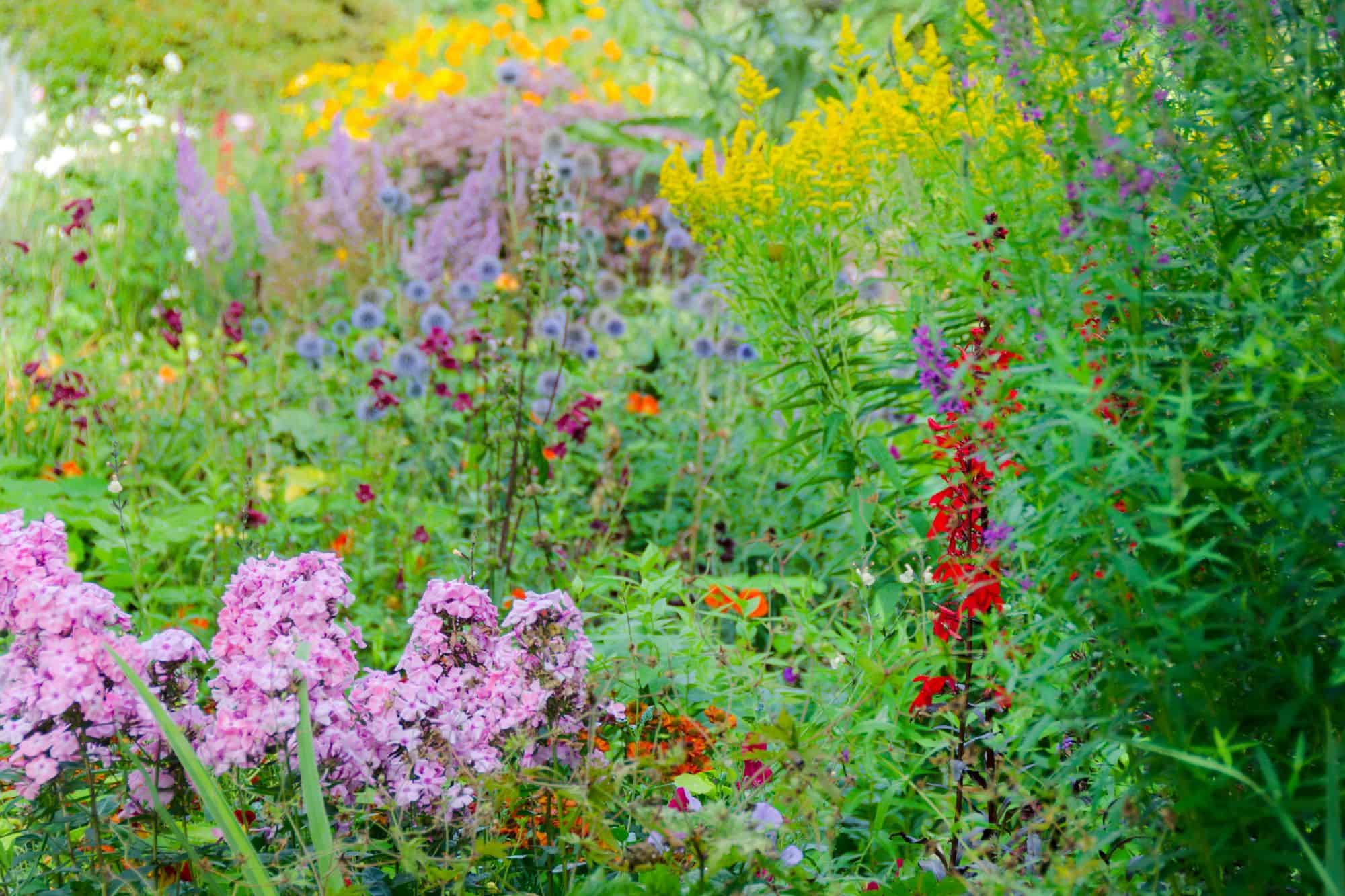 Chaos Gardening – 8 Brilliant Benefits of this Easiest Gardening Trend * 565_chaos-gardening-benefits-wild-garden