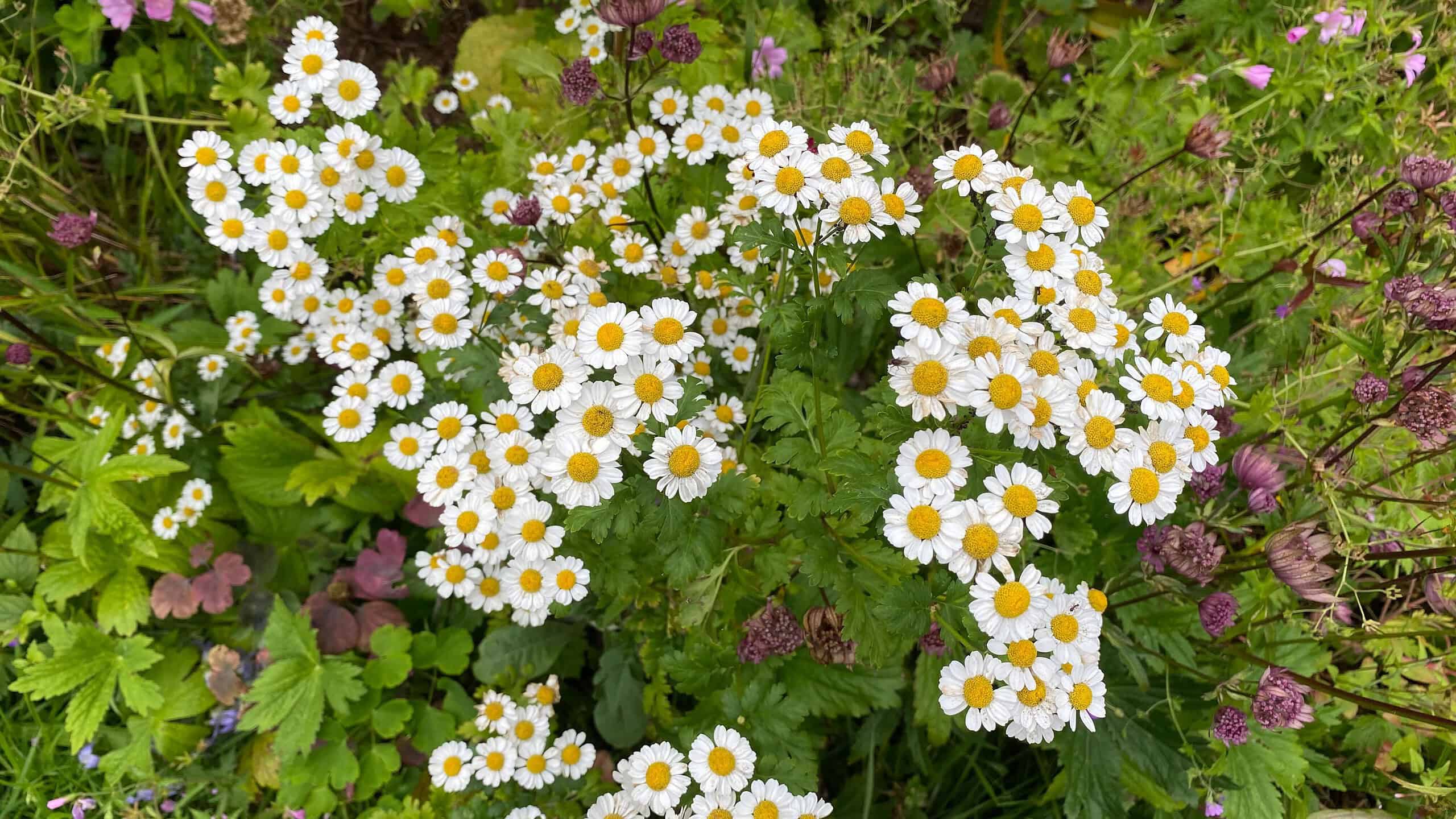 Chaos Gardening – 8 Brilliant Benefits of this Easiest Gardening Trend * chaos-gardening-benefits-feverfew-wild-chamomile