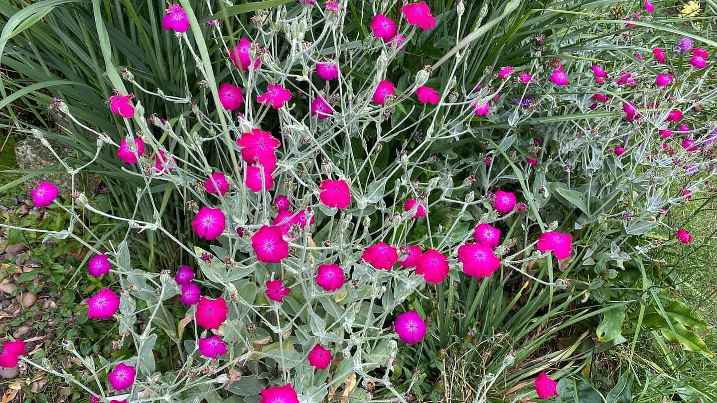 Chaos Gardening – 8 Brilliant Benefits of this Easiest Gardening Trend * chaos-gardening-benefits-lychnis-coronaria-rose-campion
