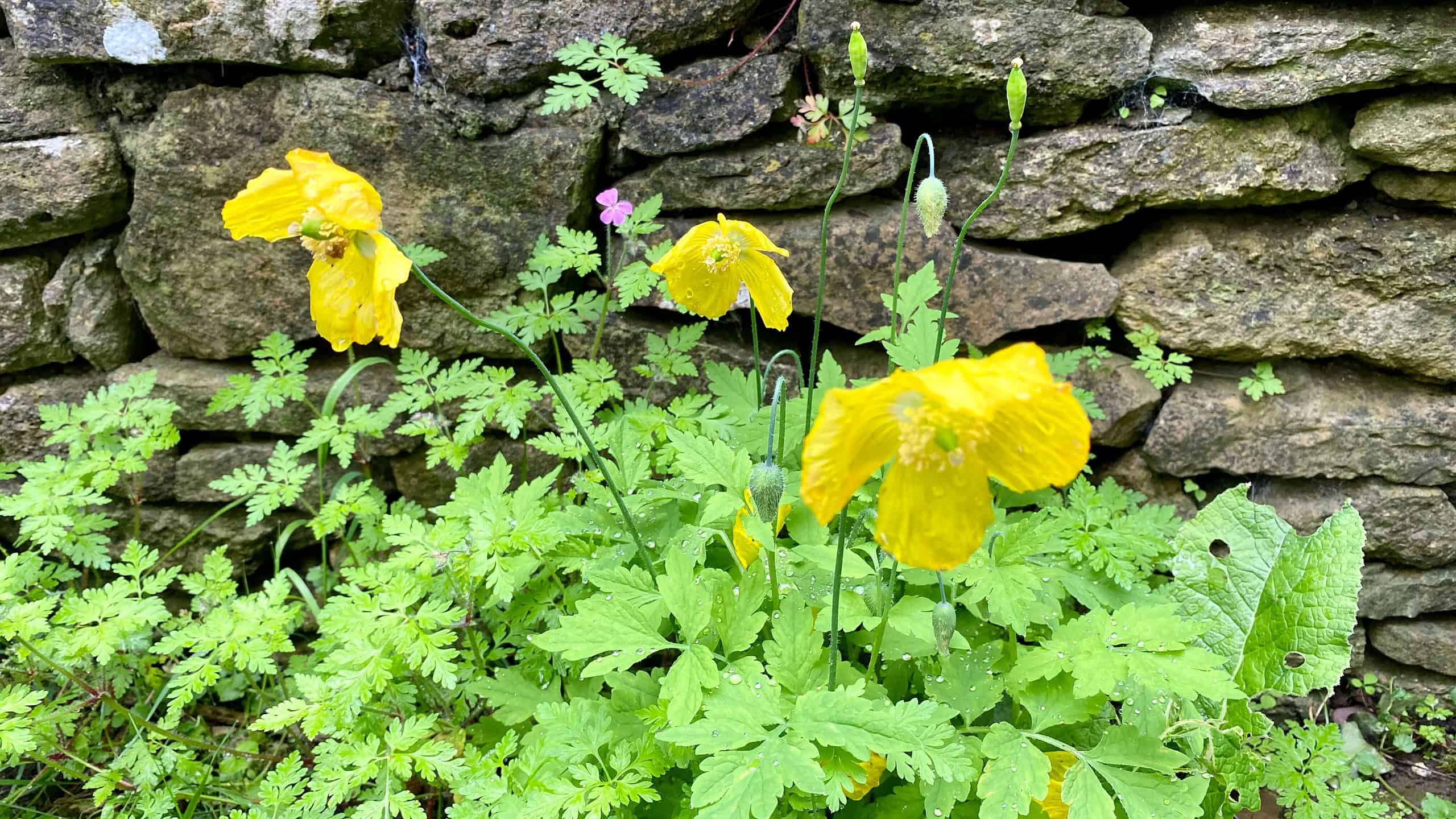 Chaos Gardening – 8 Brilliant Benefits of this Easiest Gardening Trend * chaos-gardening-benefits-poppies-yellow