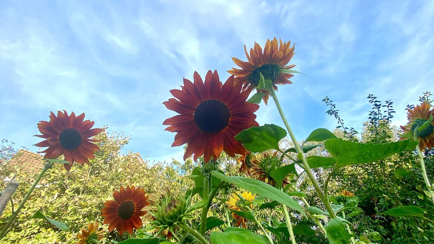 Chaos Gardening – 8 Brilliant Benefits of this Easiest Gardening Trend * chaos-gardening-benefits-sunflowers