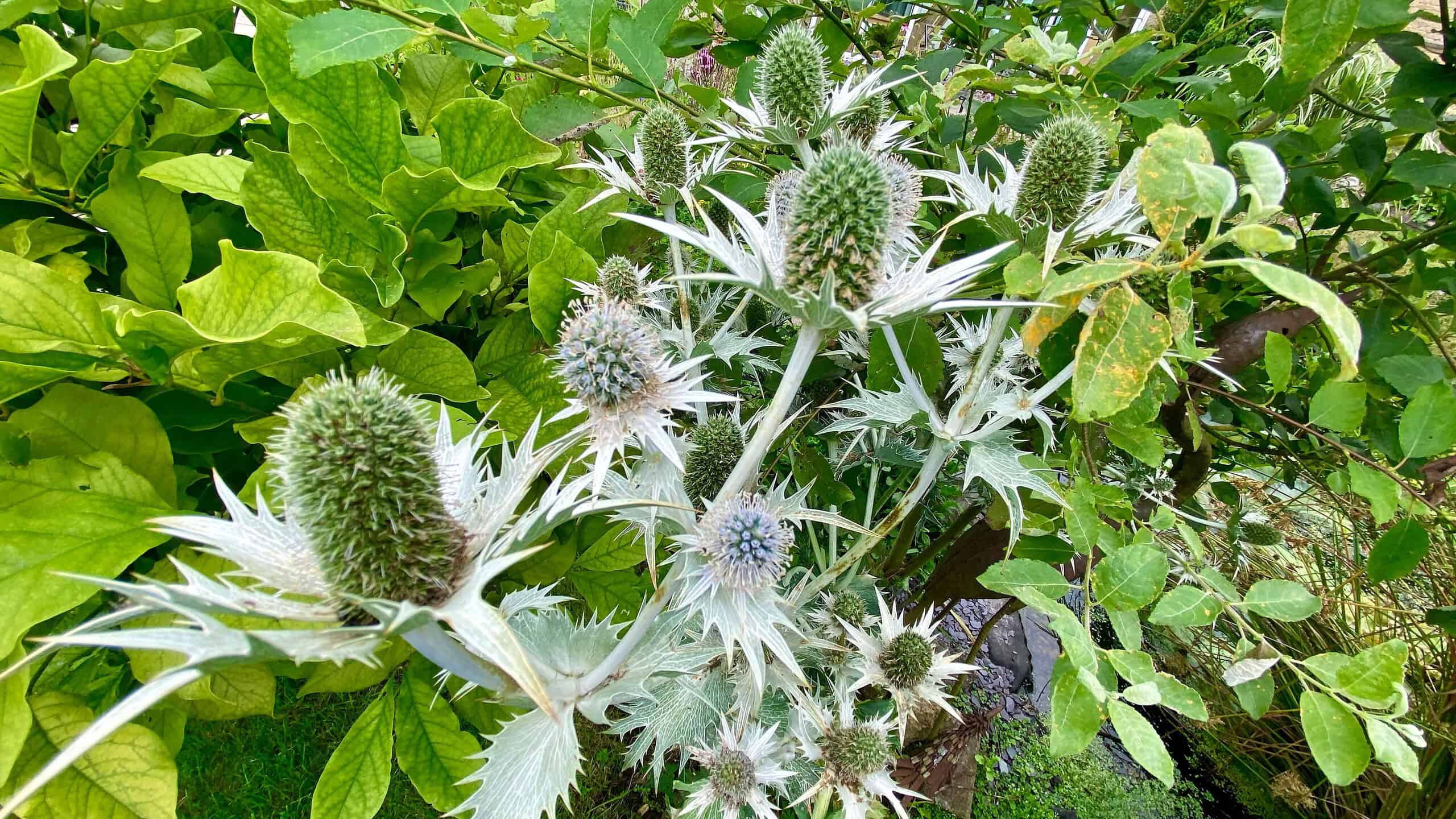 Chaos Gardening – 8 Brilliant Benefits of this Easiest Gardening Trend * chaos-gardening-benefits-teazels-august