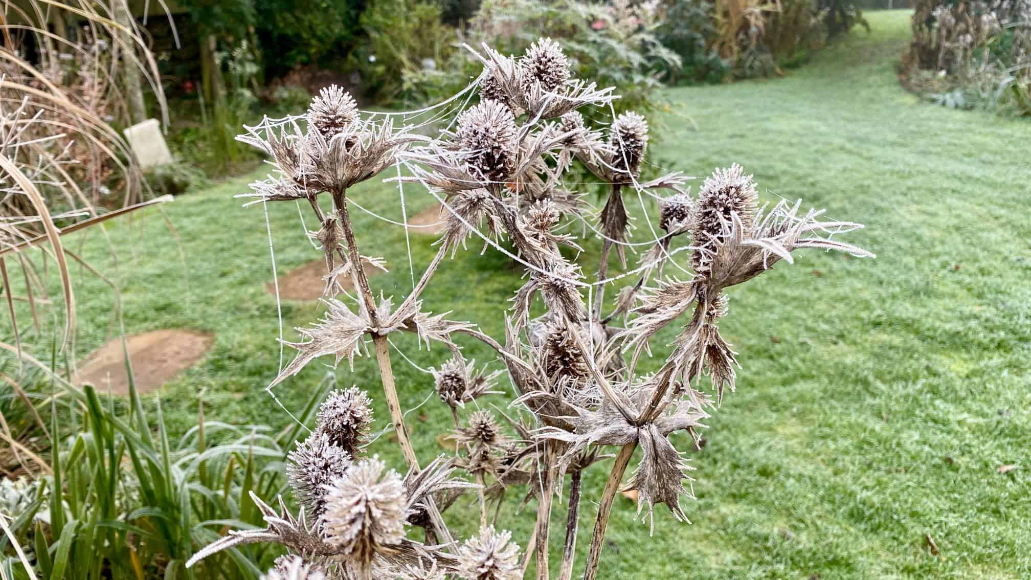 Chaos Gardening – 8 Brilliant Benefits of this Easiest Gardening Trend * chaos-gardening-benefits-teazels-december