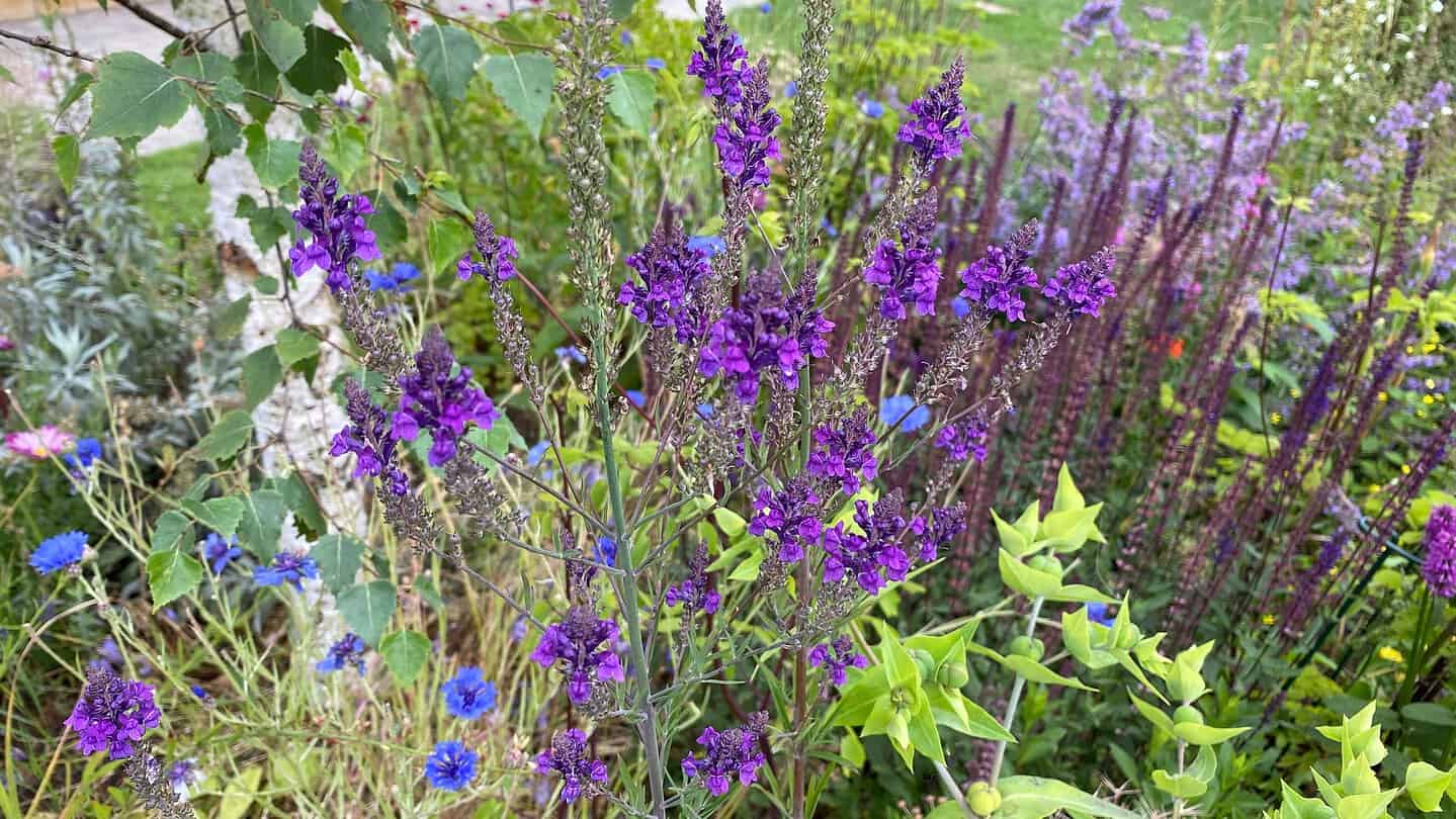 Chaos Gardening – 8 Brilliant Benefits of this Easiest Gardening Trend * chaos-gardening-benefits-toadflax-linaria-purple