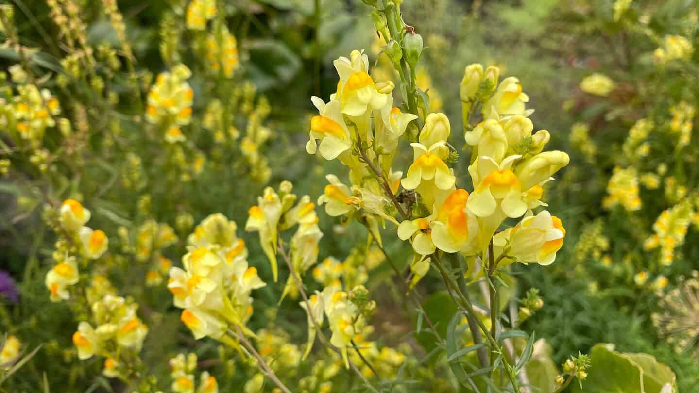 Chaos Gardening – 8 Brilliant Benefits of this Easiest Gardening Trend * chaos-gardening-benefits-toadflax-linaria-yellow