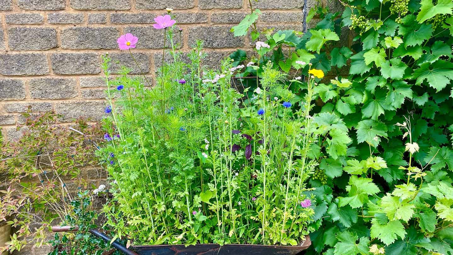 Chaos Gardening – 8 Brilliant Benefits of this Easiest Gardening Trend * chaos-gardening-benefits-wildflowers-wheelbarrow