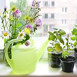 574_indoor-gardening-tips-pinterest