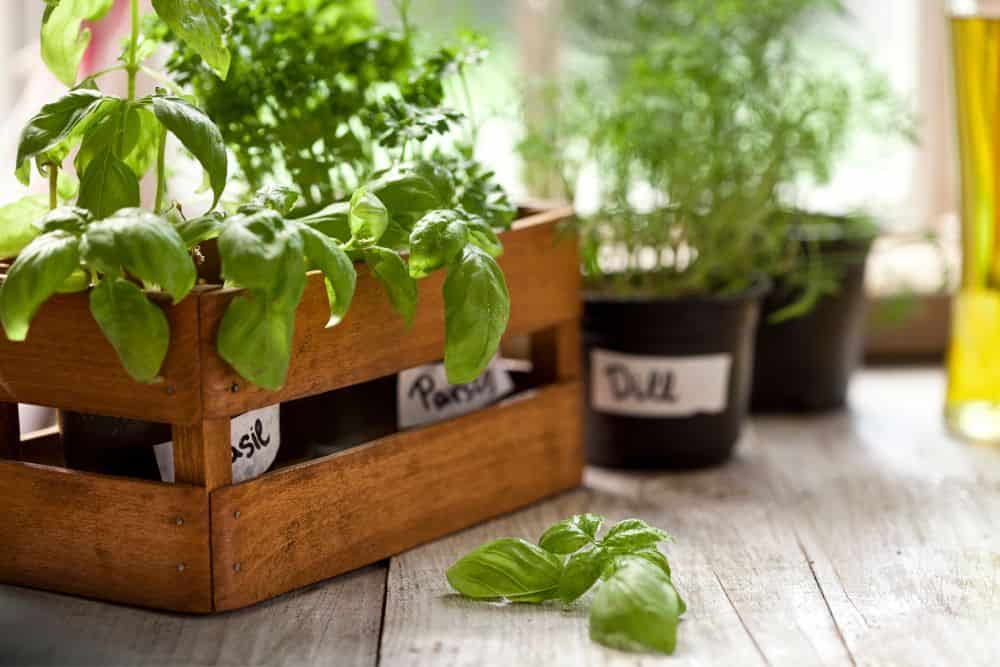 Genius Indoor Gardening Tips to Grow Fresh Herbs, Fruit and Vegetables Year-Round * indoor-gardening-tips-basil