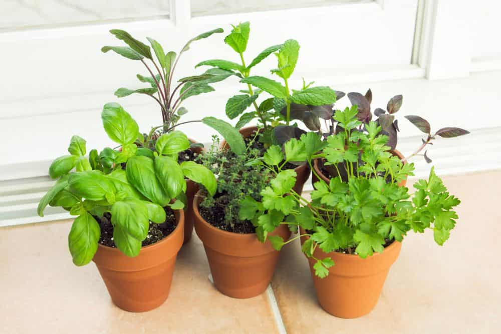 Genius Indoor Gardening Tips to Grow Fresh Herbs, Fruit and Vegetables Year-Round * indoor-gardening-tips-potted-herbs