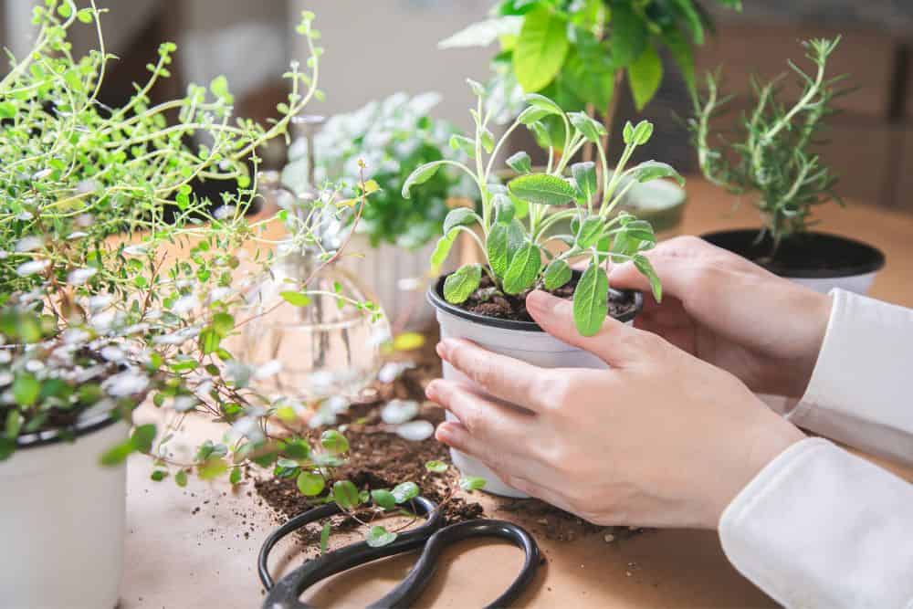 Genius Indoor Gardening Tips to Grow Fresh Herbs, Fruit and Vegetables Year-Round * indoor-gardening-tips-potting
