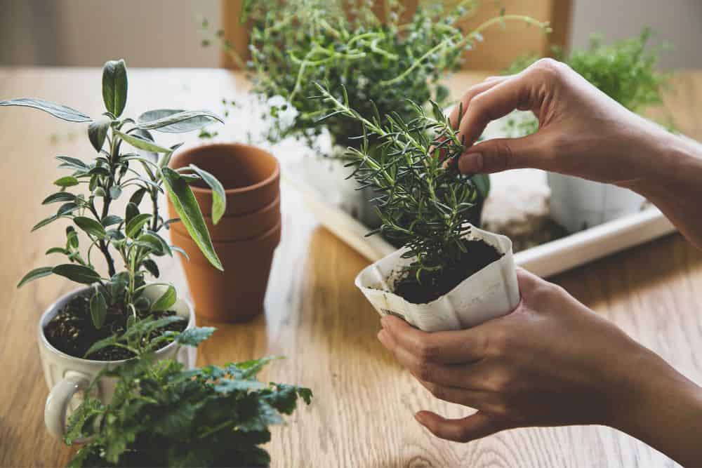 Genius Indoor Gardening Tips to Grow Fresh Herbs, Fruit and Vegetables Year-Round * indoor-gardening-tips-rosemary