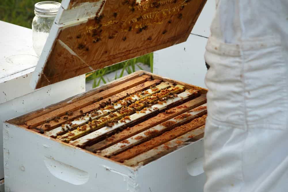 10 Fun and Creative Skills You Can Learn Today to Spark Joy and Growth * fun-and-creative-skills-beekeeping