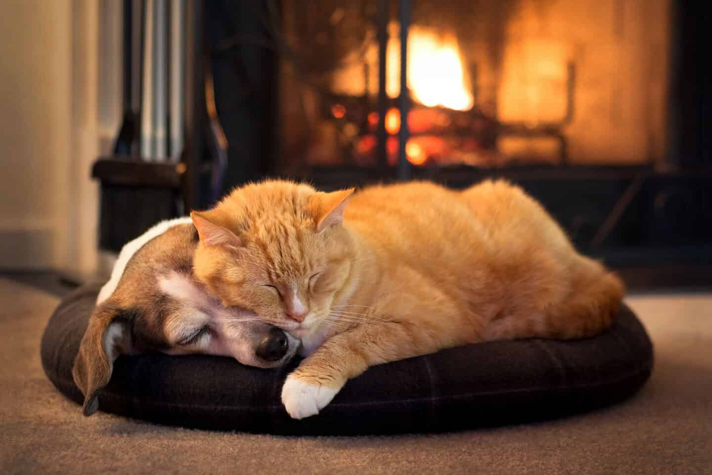 Fireplace Safety for Families with Children and Pets * fireplace-safety-for-families-with-children-and-pets-cat-dog